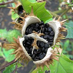 bielun_dziedzierzawa_datura_stramonium_seed